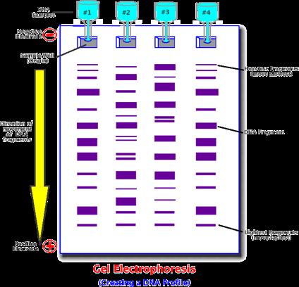 Gel electrophoresis The general steps of