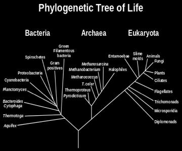 Phylogenetic Tree Use the tree
