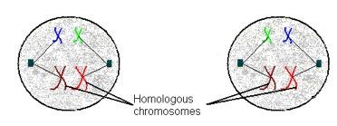 Random Assortment Meiosis is the cell division which takes place to form sex cells (sperm and egg cells).