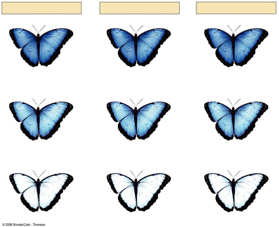 No change through generations thus population is not evolving STARTING POPULATION THE NEXT GENERATION THE NEXT GENERATION 490 AA butterflies dark-blue wings 490 AA butterflies dark-blue wings 490 AA