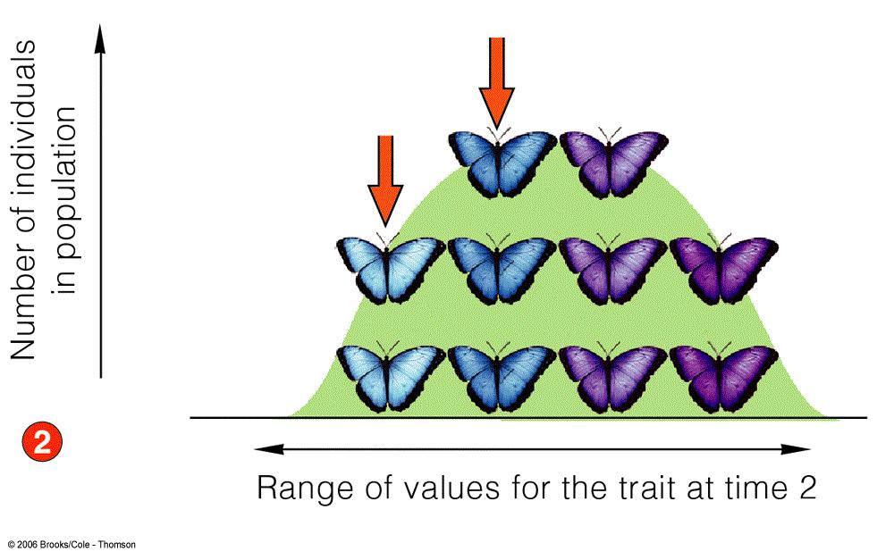 in population Directional Selection Allele