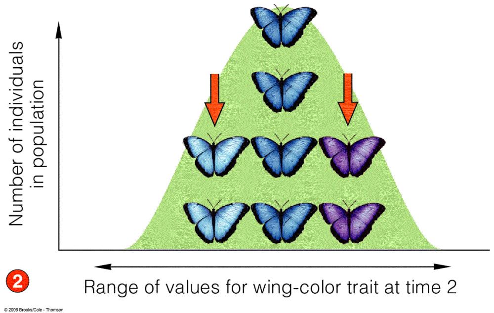 Selection Range of values for wing-color trait at time 1