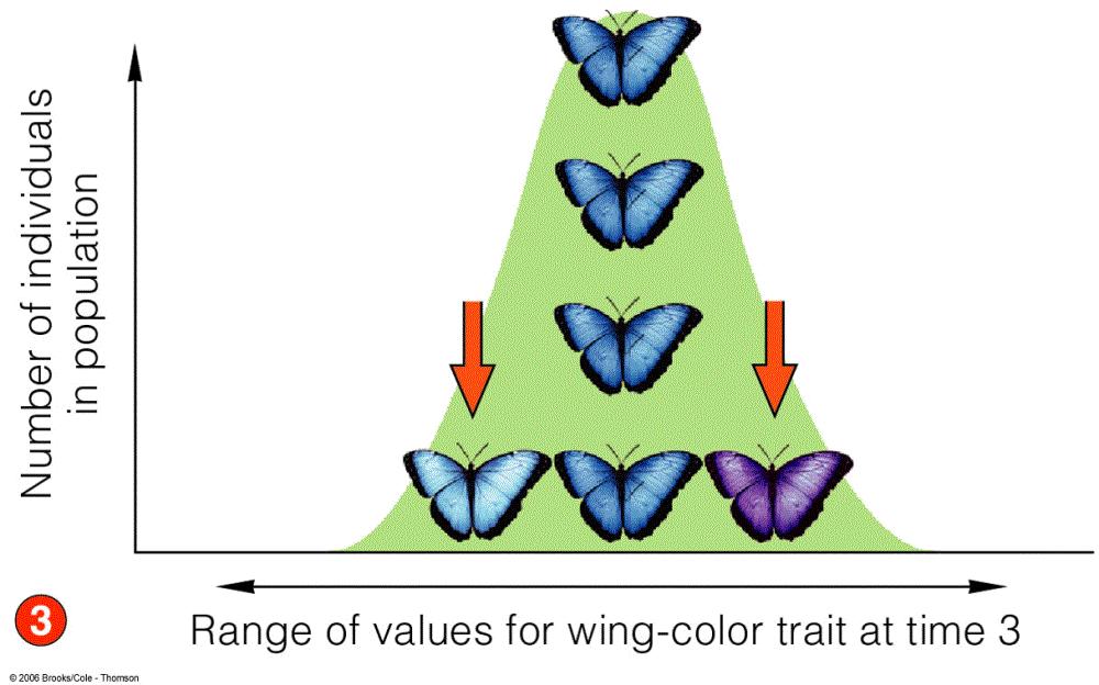 Range of values of values for wing-color for the trait trait
