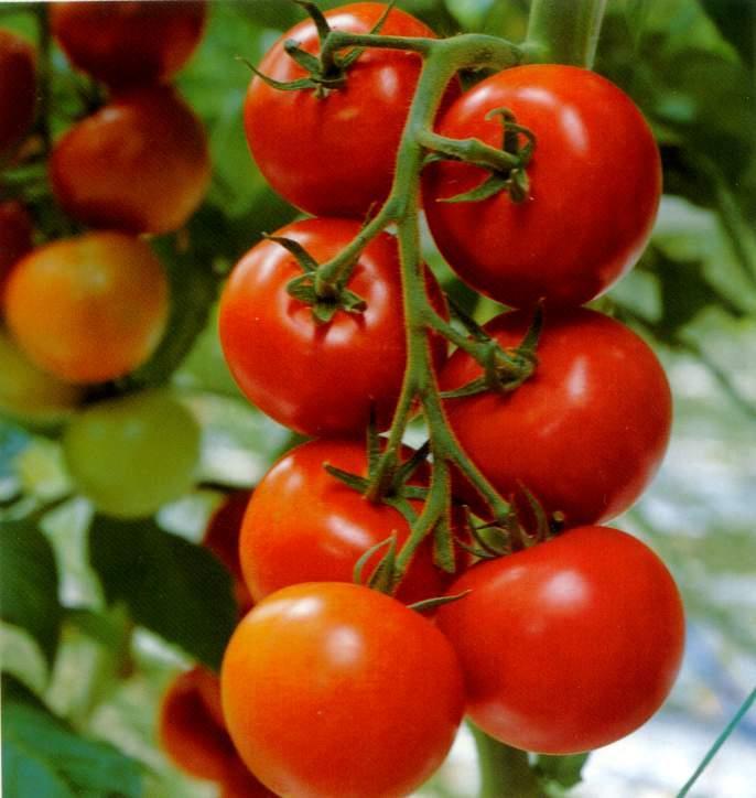 Overview Sequencing and breeding Genotyping by Sequencing in Tomato Genome re-sequencing