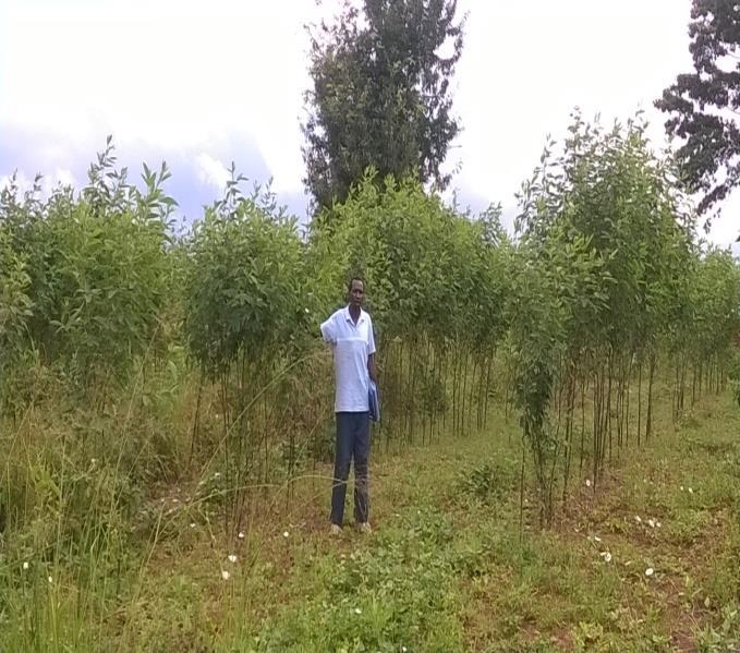 Photo; A member of Kyeni Kya Mamiloki shg showing his pigeon peas doing well in his farm Photos; Left- Member of