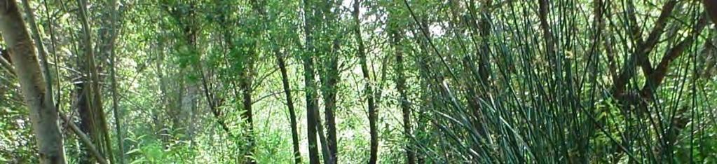 Warden Creek Vegetation