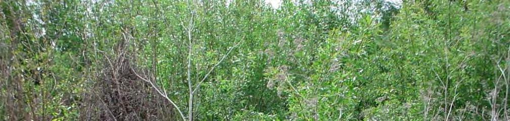 Warden Creek Vegetation