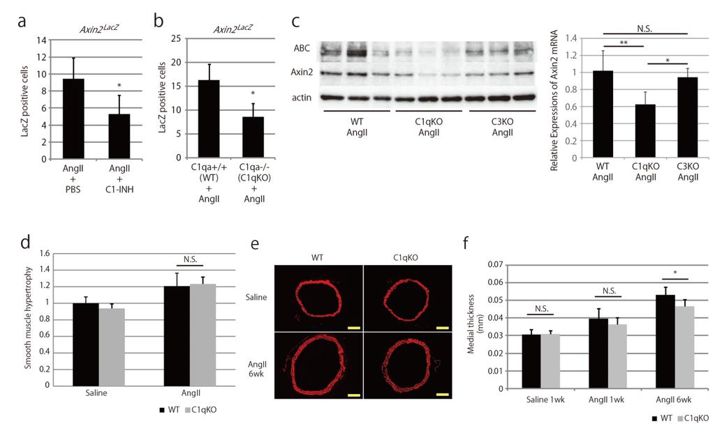 Supplementary Figure 6. C1qa deletion attenuates AngII-induced arterial remodeling.