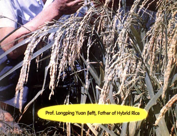 hybrid rice started 1970: A wild rice with aborted pollen was identified 1974: First set