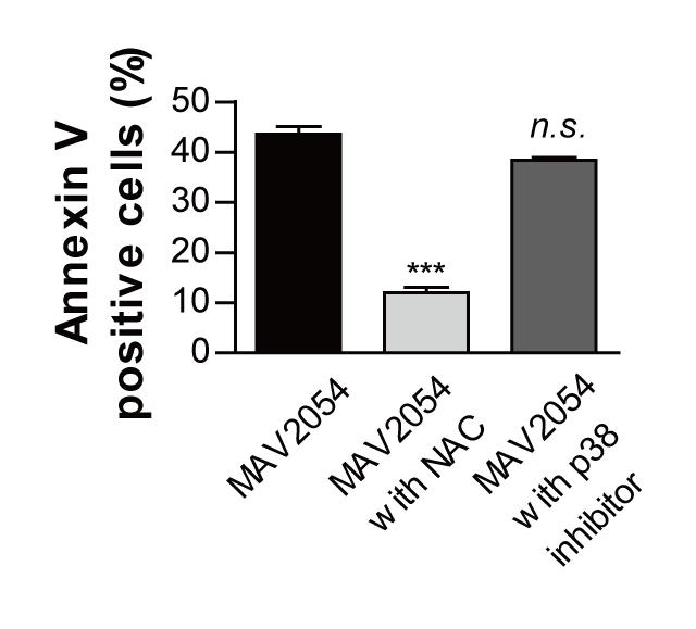 Supplementary figure 4 Supplementary figure 4: MAV2054-induced apoptosis was not inhibited by p38 inhibitor. RAW264.