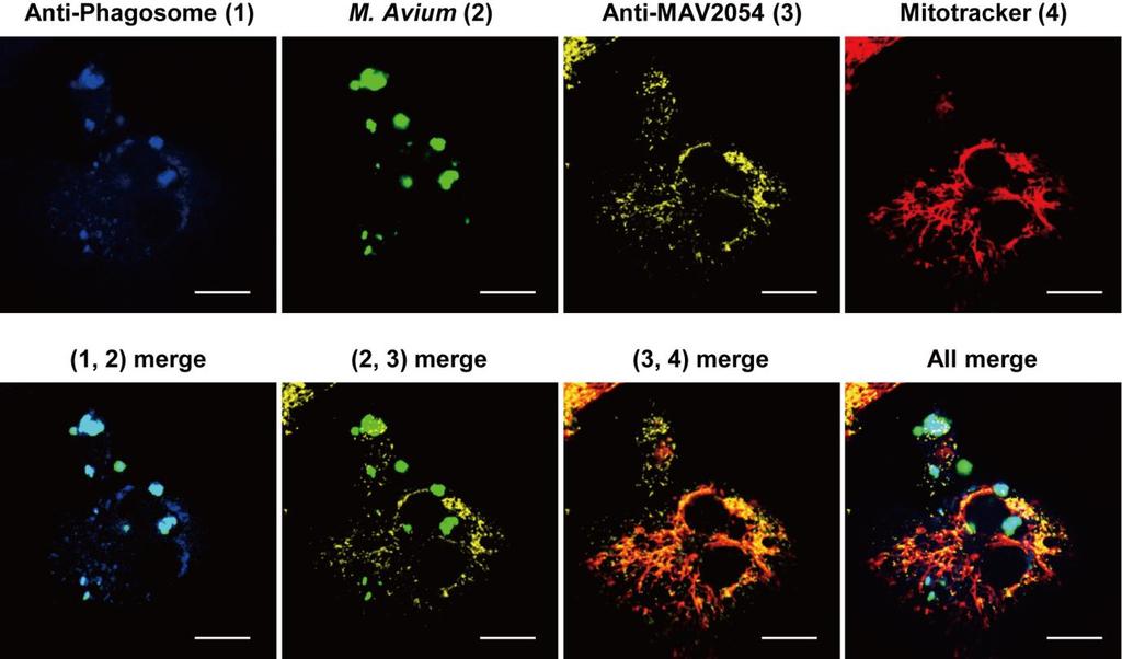 Supplementary figure 6 Supplementary figure 6: The M.avium infected macrophages secrete MAV2054 into cytoplasm and mitochondria. BMDMs were infected with M. avium at MOI of 10 for 20 h.