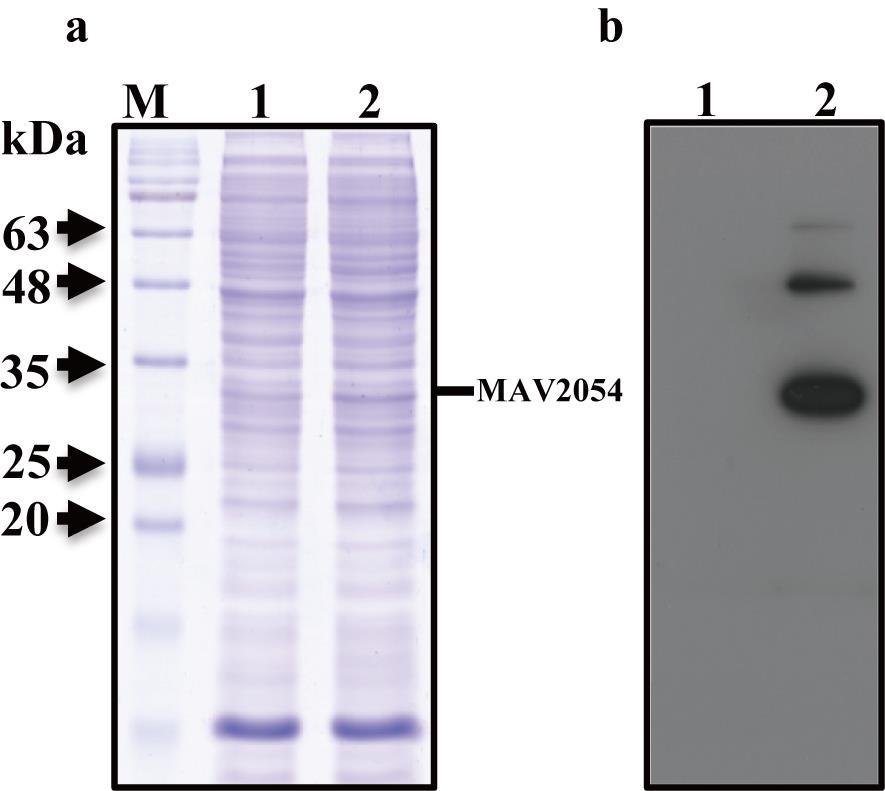 Supplementary figure 8 Supplementary figure 8: Comparison of the protein levels in the total extracts between M. smegmatis mock strain and MAV2054 expressing strain.