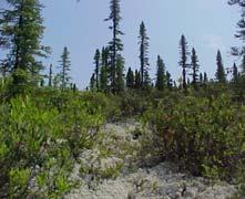 spruce-lichen woodlands (OWs) (Arseneault and