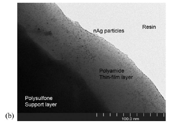 Thin film nanocomposite membranes