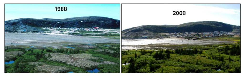 Figure 2 Densification of shrub cover between 1988 and 2008 near the village of Kangiqsualujjuaq, Nunavik.