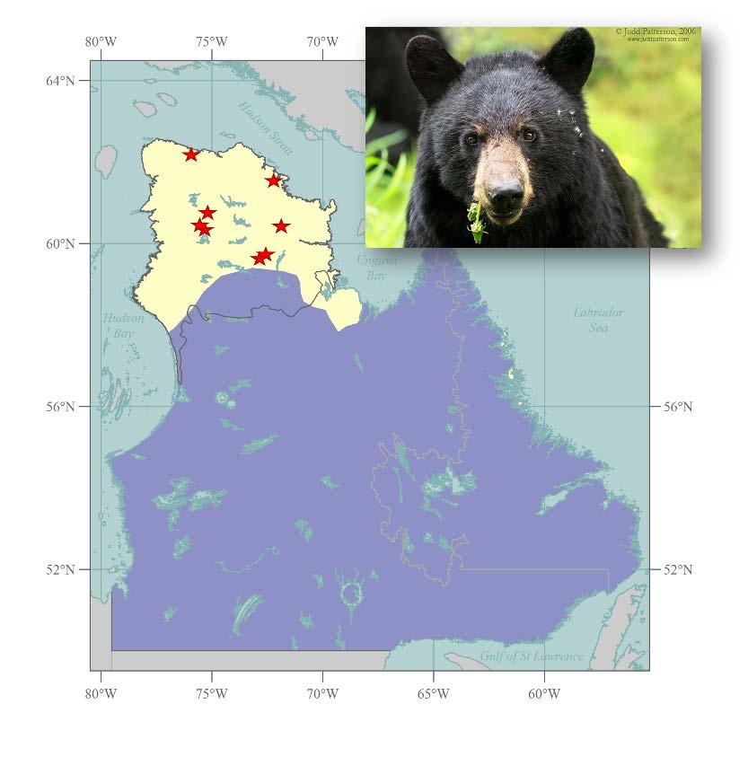 Figure 5 Black bear range (purple), as determined by the International Union for Conservation of Nature (IUCN).