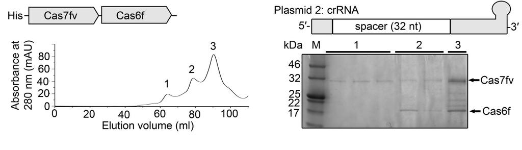 Supplementary Figure S2 Fig. S2. Cascade is not produced in the absence of Cas5fv (Top) Schematic overview of the investigated recombinant Cas proteins (pcas3) and crrna.