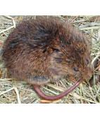 sk Project description: Background The Pannonian root vole (Microtus oeconomus mehelyi) is one of the most endangered small mammal species in Central Europe.