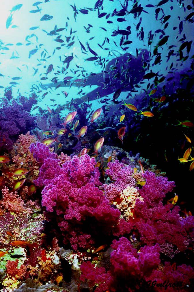 Coral Reefs, food security and CC.