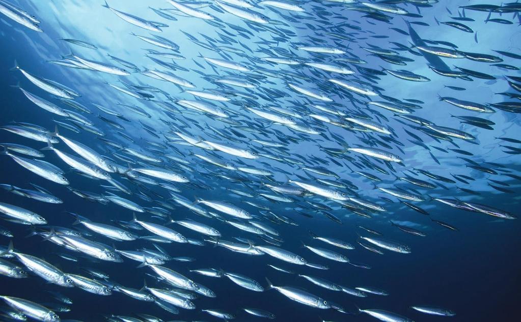 Sustainability Our primary objective is to provide effective support to our partners in the fish processing industry, while taking environmental factors into consideration Because we exclusively