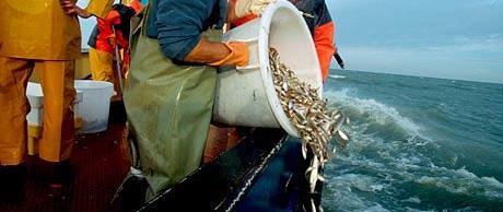 Reducing discards and bycatches the problem Bycatches and discards are a serious problem in European fisheries Bycatches and their associated discards have serious consequences such as: a waste of