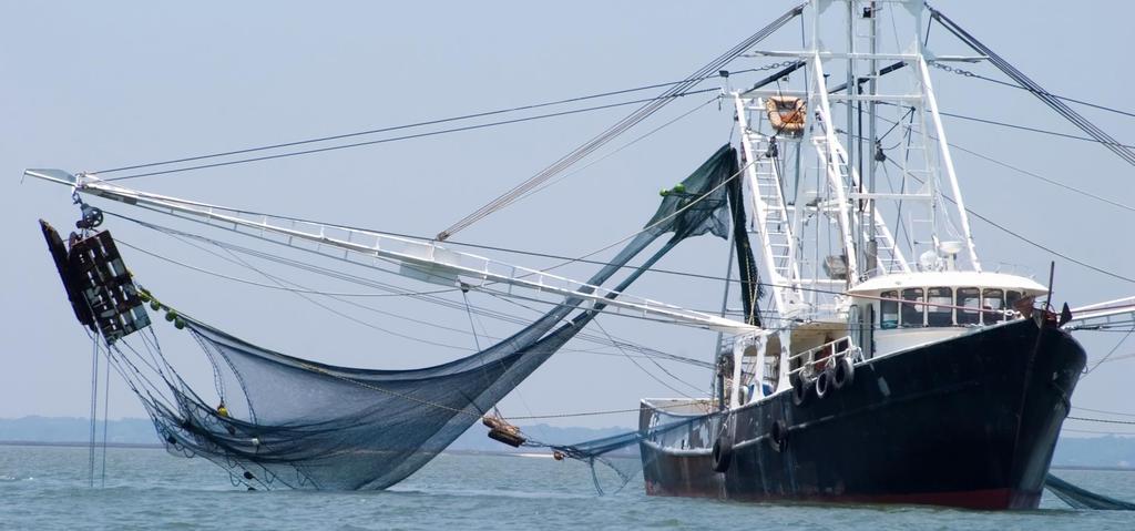 Reducing discards and bycatches still a long way to go A combination of instruments and measures to be adapted to each individual fishery is needed to reduce bycatches and gradually eliminate