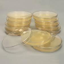 Trick #1: Proper preparation of the LB-Agar Plates These petri plates contain a solid nutrient agar that we use to culture microorganisms.