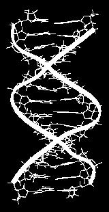 chromosomes, DNA