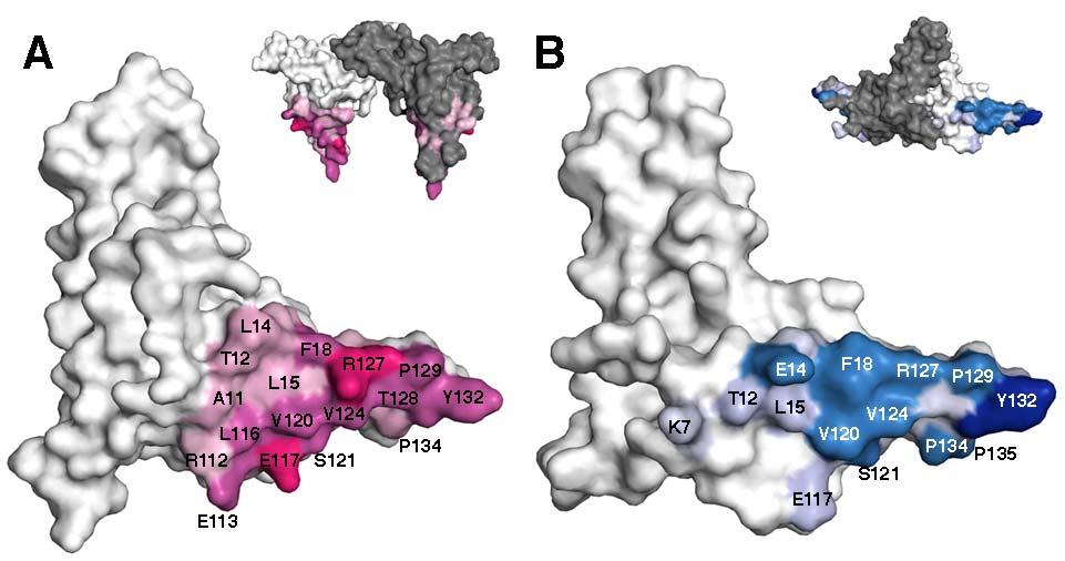 Figure S4. Structural comparison of Fab e6 epitope (on HBeAg) and dimer-dimer capsid interface (on HBcAg), related to Figure 4.