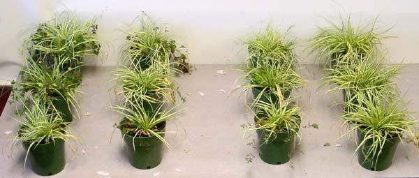 Carex morrowii Old Gold plants 12