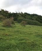 dk Project description: Background European dry grasslands are considered to be threatened and vulnerable habitat types.