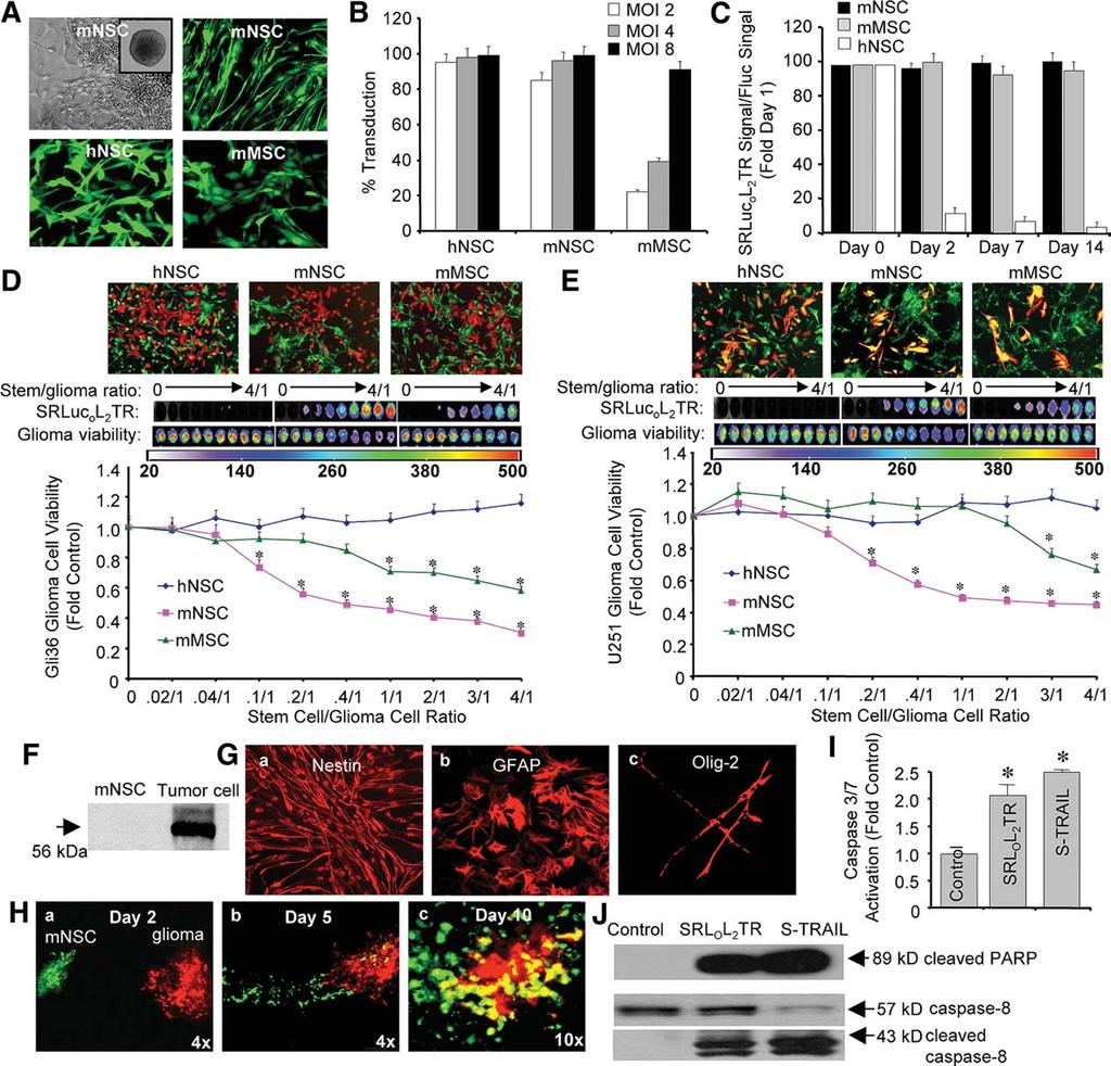 836 Monitoring Engineered SCs for Cancer Therapy in vivo Figure 3. Imaging of SRL O L 2 TR reveals differences in stem cell secretion and cancer cell killing.