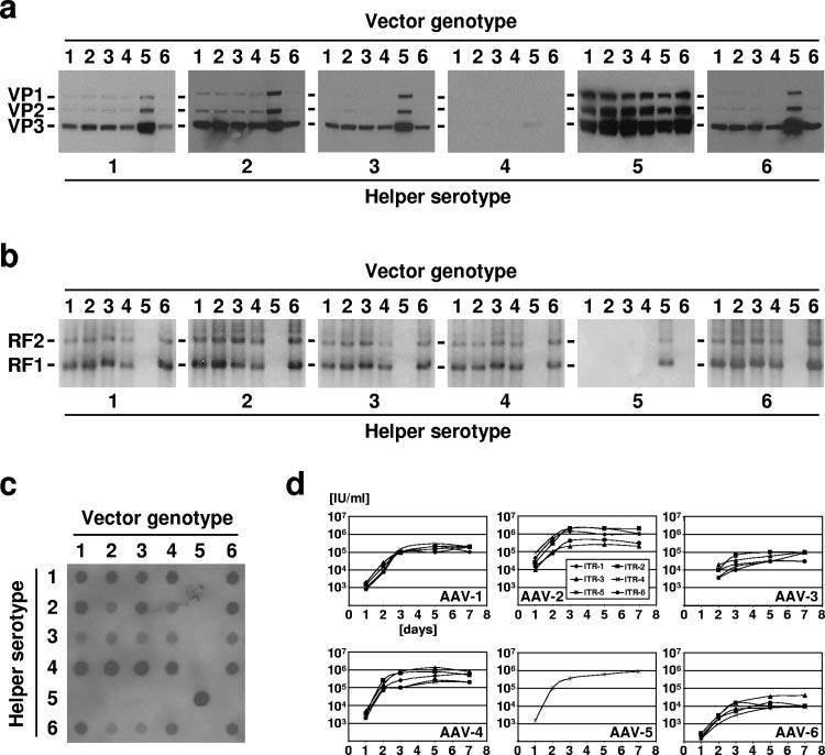 430 GRIMM ET AL. J. VIROL. FIG. 2. In vitro characterization of AAV vector geno- and serotypes. (a) Western blot analysis.