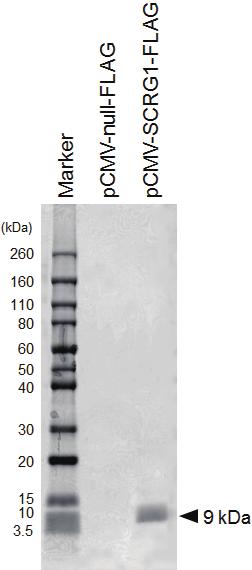 Supplemental Figure S10: Purified rhscrg1 was detected as a single 9-kDa band in SDS-PAGE.