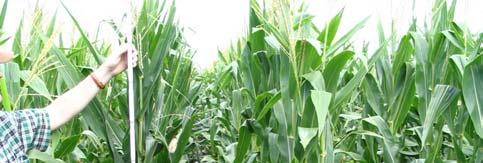 Agronomic Characteristics for GMO studies: Goal