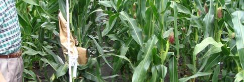 agronomic characteristics of the GMO crop