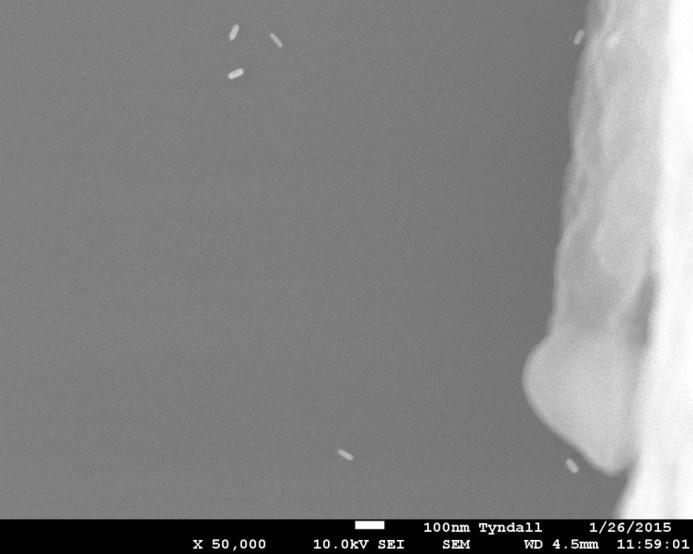 SEM images of Au nanorods deposited on TEM carbon grids before (a) and after (b) exposure to 5 M Hg(II) solution. Optical and electron microscopy analysis correlation.