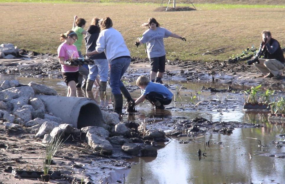 The students and teachers initially helped in the removal of invasive cattails and then several weeks later in the planting of wetland vegetation (below).