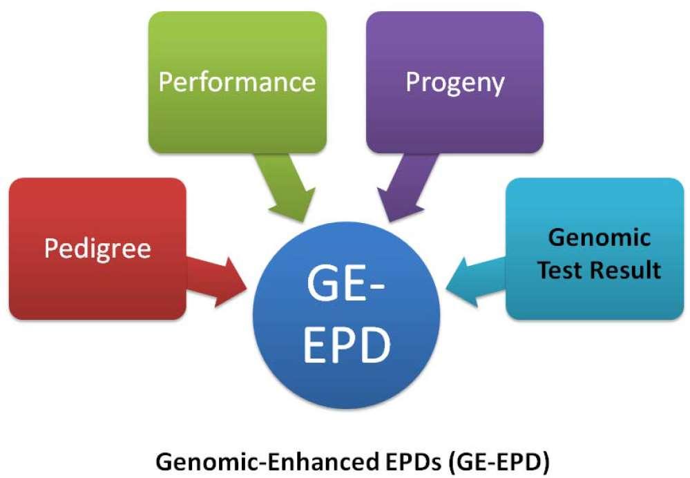 Information sources for EPDs DNA just one source of data for GE-EBV r Accuracy (r) correlation between