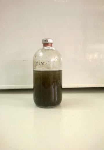 Anaerobic sludge from the anaerobic