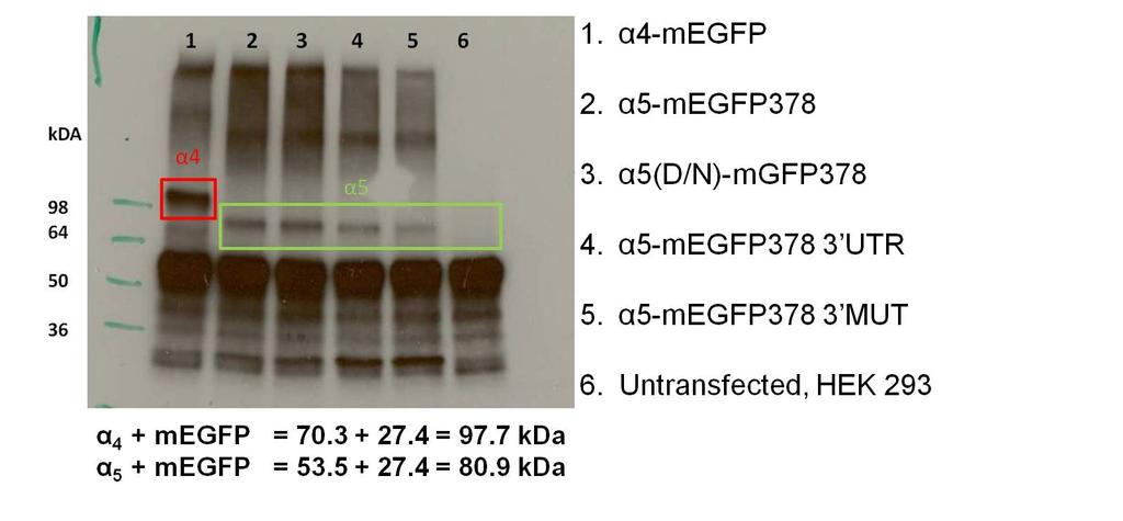 8 Figure 1.2 Western blot demonstrates full length (80.9 kda) expression of α5- megfp constructs in HEK293 cells. Lane 1 contains α4- megfp as a positive control.