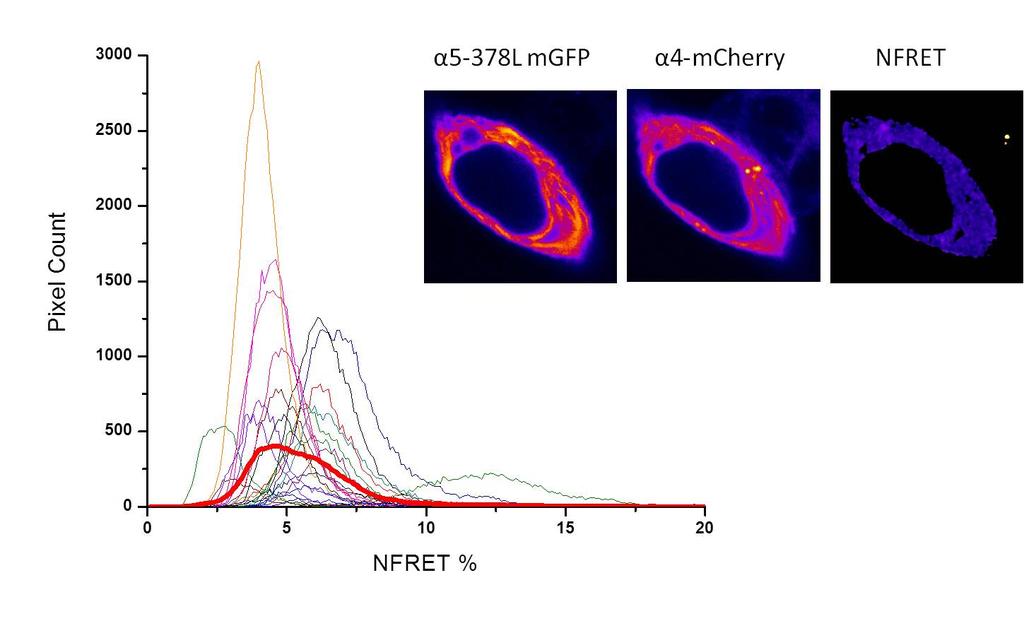 12 Figure 1.4 23 individual cell histograms of NFRET positive pixels in images of HEK293 cells expressing α5- megfp378, α4-mcherry, and β2 subunits.