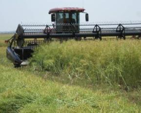 Swathing Plants should be swathed when 40-60%