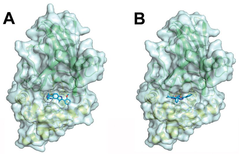 J. S. Sack and others Figure S2 Views of CMPD-1 and CMPD-2 bound in the active site of CARM1 (A) Surface representation showing CMPD-1 (light-blue carbon atoms) bound in the CARM1 active site.