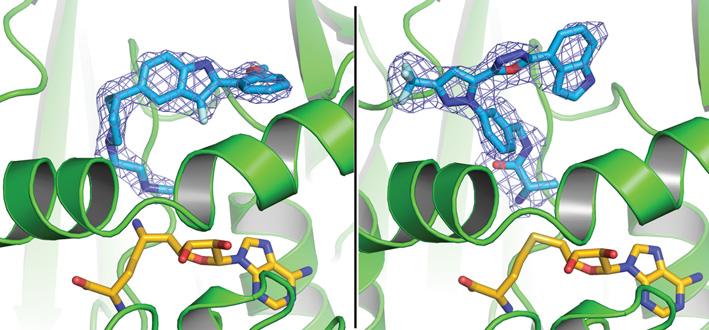 Indole and pyrazole inhibitors of CARM1 335 Figure 4 Electron density associated with CMPD-1 and CMPD-2 in the CARM1 structures Diagrams showing the SigmaA weighted difference omit maps associated