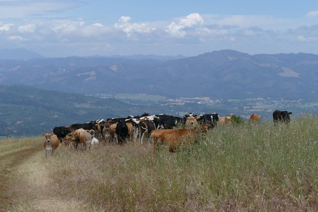 Post Fire Management ~ Grazing as a Tool Grazing Plan: System Infrastructures