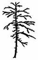 Western yew (Tw) - Taxus brevifolia Tree Species > Western yew Page Index Distribution