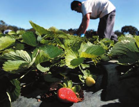 Predicting Changes in Price and Quantity 71 Economics in Action The Market for Strawberries California produces 85 percent of North America s strawberries and its crop, which starts to increase in