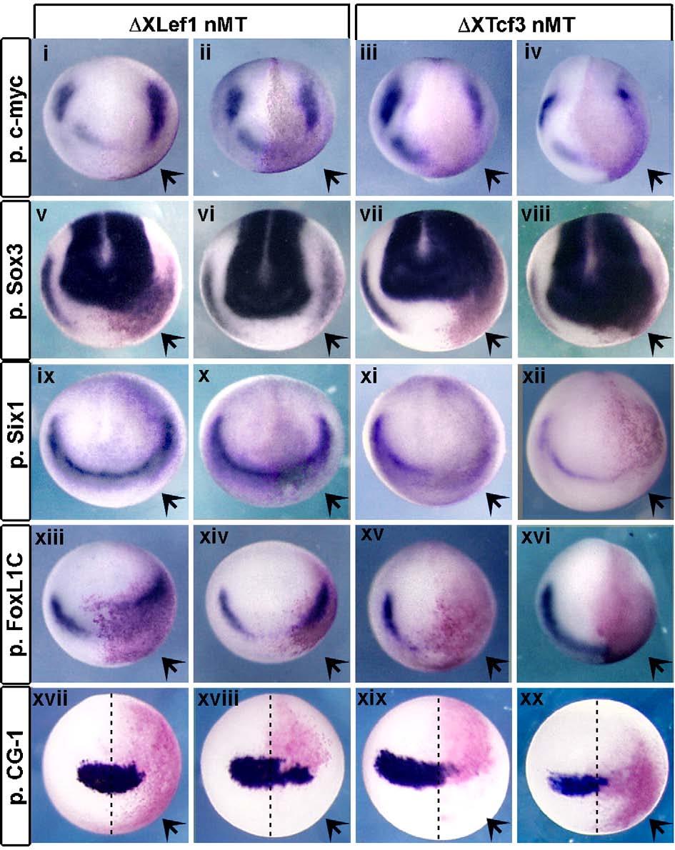 E. Heeg-Truesdell, C. LaBonne / Developmental Biology 298 (2006) 71 86 75 the expression of c-myc not only in neural crest forming regions, but also in adjacent placodal regions (Figs. 3iii, iv).