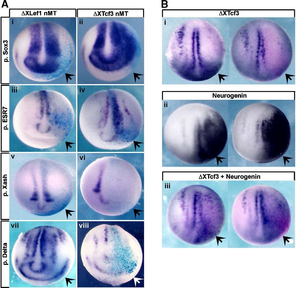 E. Heeg-Truesdell, C. LaBonne / Developmental Biology 298 (2006) 71 86 77 4Biii viii). Moreover, in these experiments, no effects on muscle actin were noted (Fig.